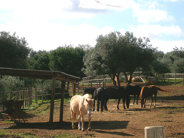 Villa-agreste-pferde